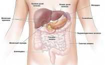 Спленомегалия – причины у взрослых — подробная информация!