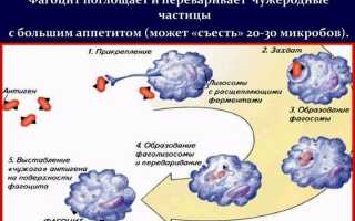 Сегментоядерные нейтрофилы крови: нормальные показатели и причины отклонений от нормы