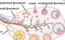 Размеры доминантного фолликула от первого дня цикла до овуляции