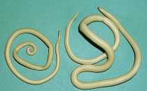 Что такое аскариды, какие существую способы профилактики и лечения глистной инвазии — в статье практикующего врача