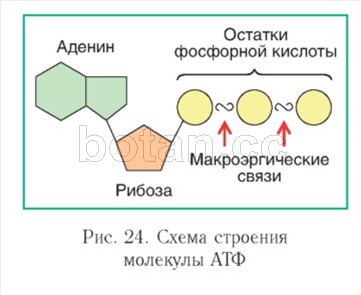 АТФ
