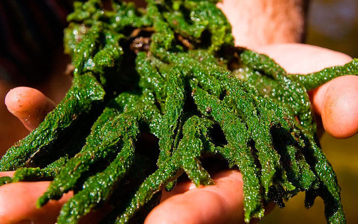 Бадяга при варикозе