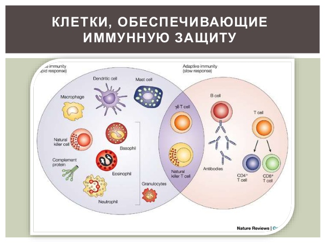 Клетки иммунной защиты организма