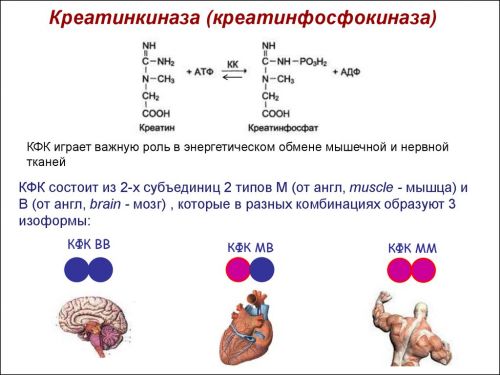 Креатинфосфокиназа