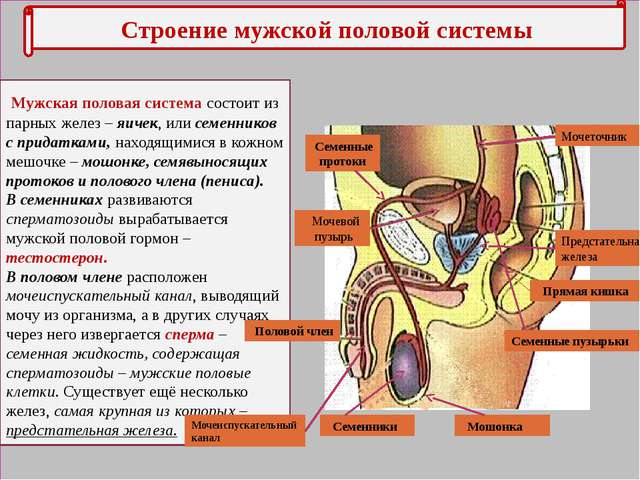Мочеполовая система мужчины