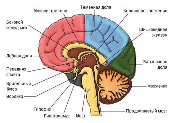 Тромбоз кавернозного венозного и 