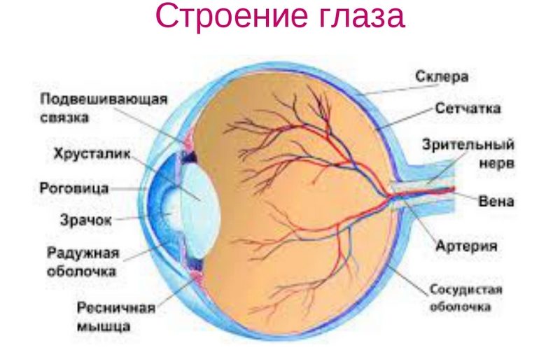 Зрительный анализатор