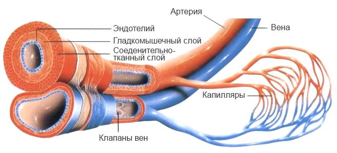 капилляры, вены и артерии