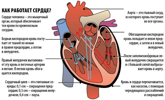 коронарные сосуды,