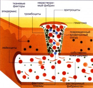 нарушения процессов свертывания крови.