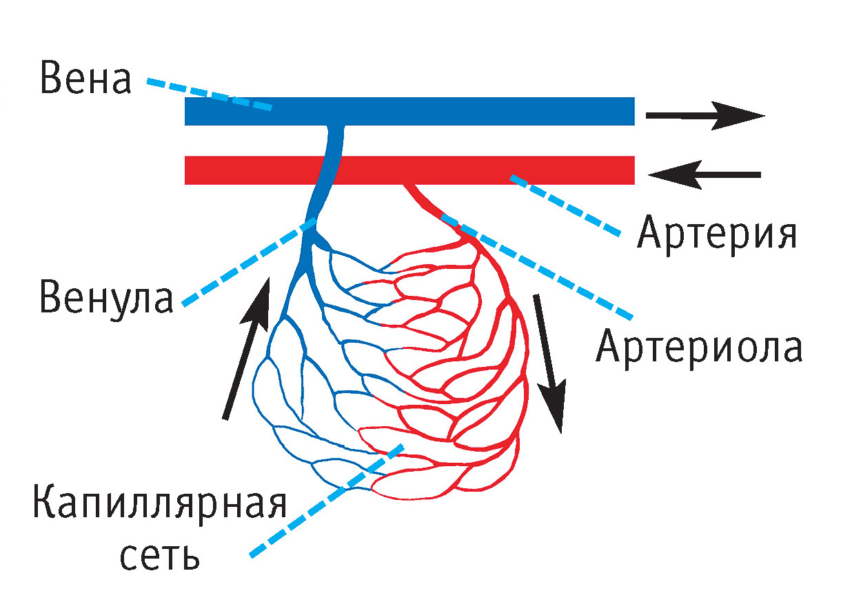 отличается венозная кровь от артериальной