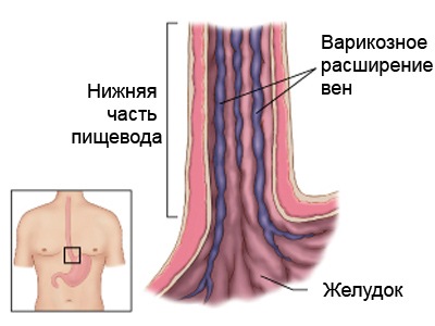 пищевод