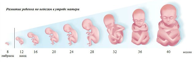 в утробе матери