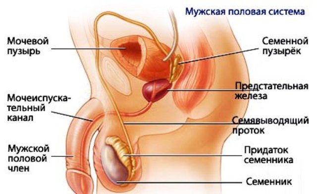  вмешательства на семенном канатике