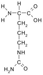 аминокислота цитруллин аминокислота цитруллин