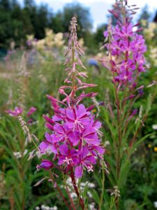 кипрей кипрей