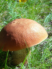 грибы: польза и вред грибы: польза и вред