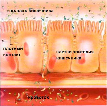 изображение эпителиальной стенки кишечника