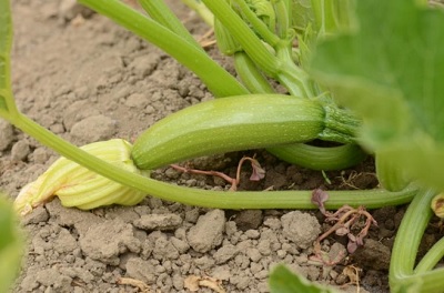 Какие кабачки подходят для диеты?