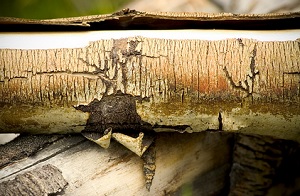 Кора осины лечебные свойства Кора осины лечебные свойства