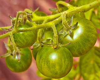 зеленые помидоры