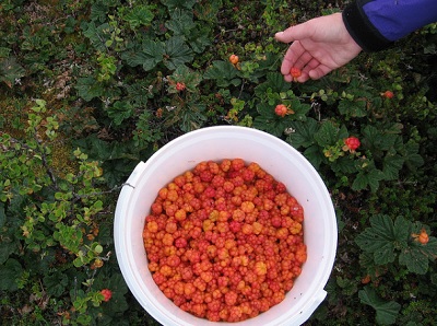 Как собирают морошку Как собирают морошку