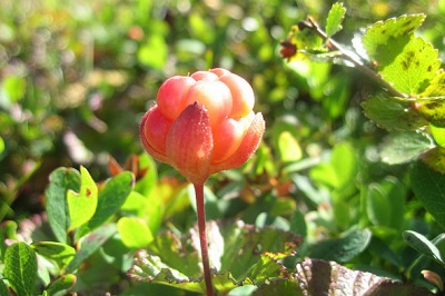 Ягода морошка Ягода морошка