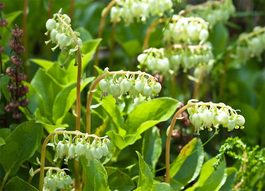 Боровая матка