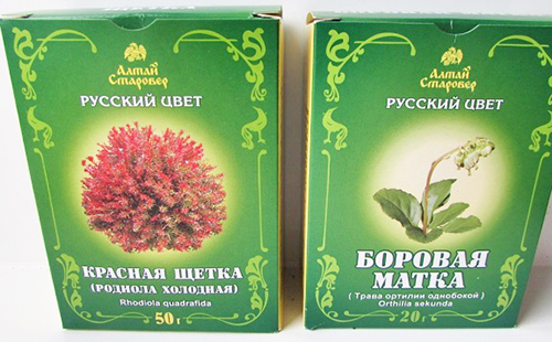 Боровая матка и красная щетка