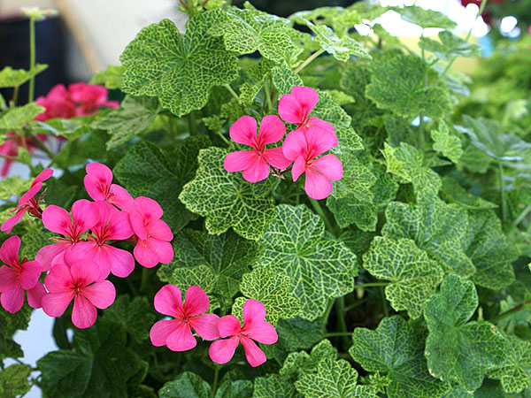 Герань плосколистная