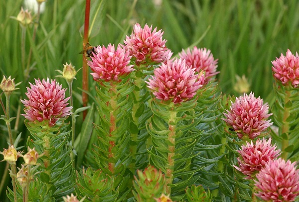 Красная щетка