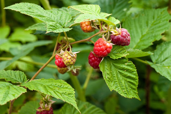 Листья малины