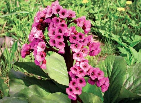 Отвар корня бадана толстолистного