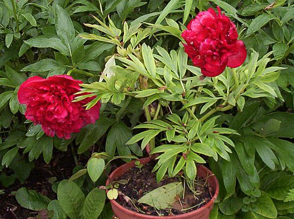 Подорожник и пион