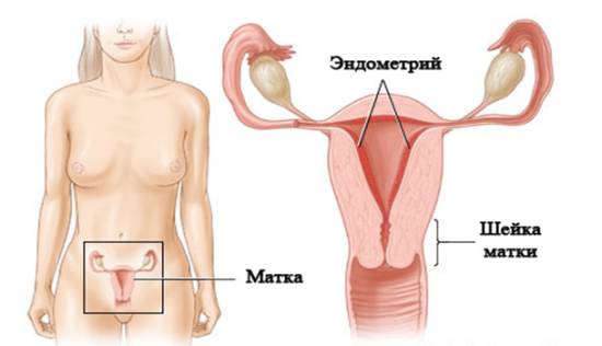 Структурные изменения эндометрия