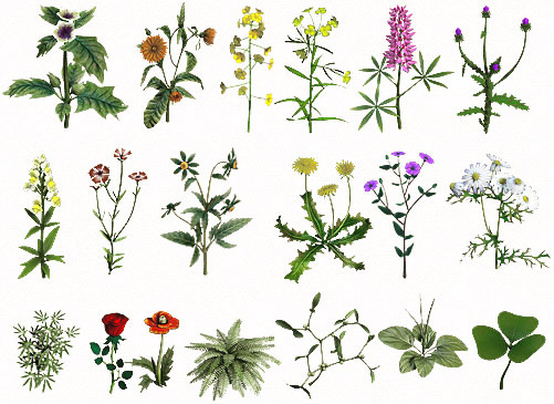 Травы и растения