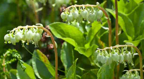 Боровая матка