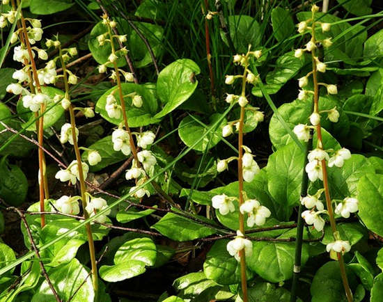 боровая матка