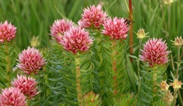 Эффективна ли красная щетка в лечении эндометриоза матки?