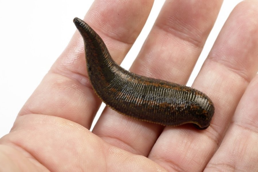 лечение пиявками