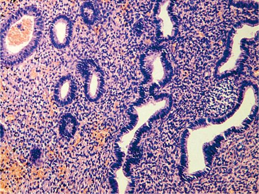 виды секреции